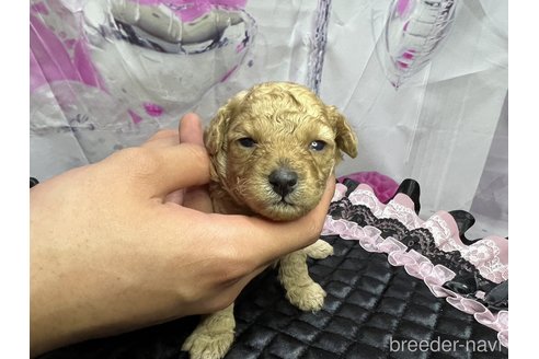成約済の広島県のトイプードル-306043の14枚目