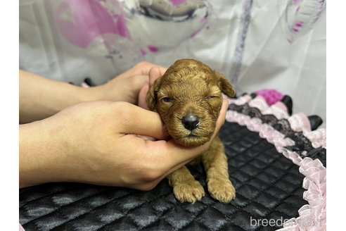 販売中の広島県のトイプードル-306039の6枚目