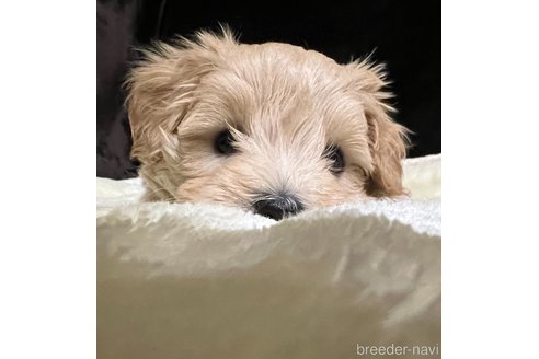 子犬