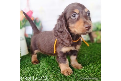 成約済の埼玉県のミニチュアダックスフンド(ロングヘアード)-307700の7枚目