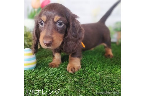 販売中の埼玉県のミニチュアダックスフンド(ロングヘアード)-307700の8枚目