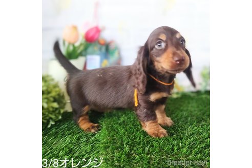 成約済の埼玉県のミニチュアダックスフンド(ロングヘアード)-307700の6枚目