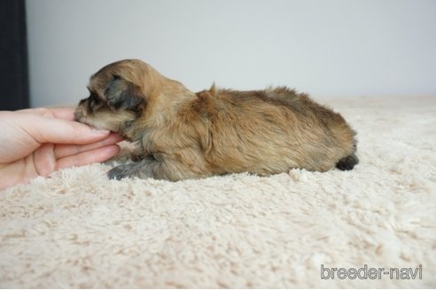 成約済の奈良県のミックス犬-307736の2枚目