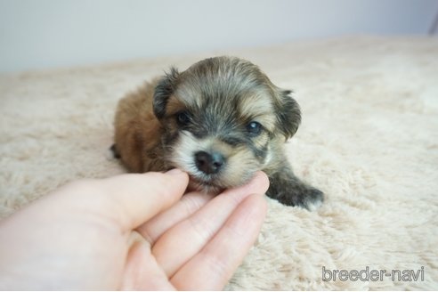 販売中の奈良県のミックス犬-307736の3枚目