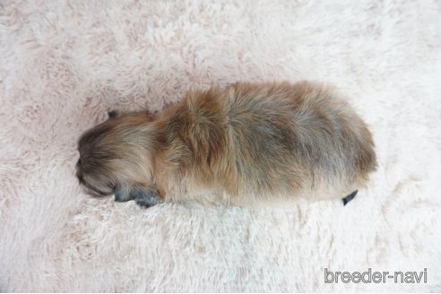 成約済の奈良県のミックス犬-307736の5枚目