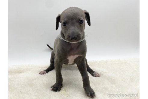 成約済の愛知県のイタリアングレーハウンド(イタグレ)-307870の4枚目