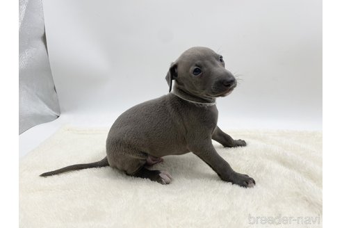 成約済の愛知県のイタリアングレーハウンド(イタグレ)-307870の2枚目