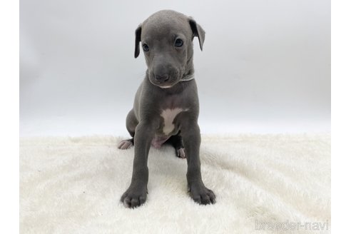 成約済の愛知県のイタリアングレーハウンド(イタグレ)-307870