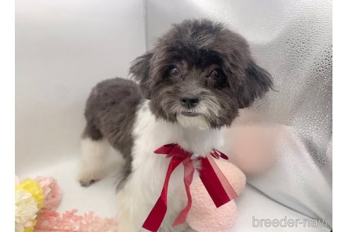 成約済の東京都のミックス犬-246879の5枚目