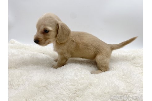 成約済の愛知県のミニチュアダックスフンド(ロングヘアード)-307874の4枚目