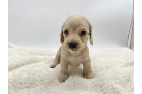 成約済の愛知県のミニチュアダックスフンド(ロングヘアード)-307874の2枚目