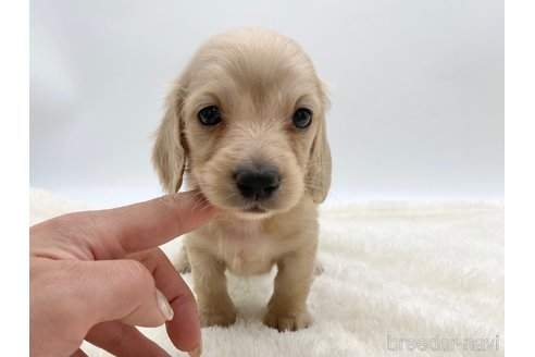 成約済の愛知県のミニチュアダックスフンド(ロングヘアード)-307874の1枚目