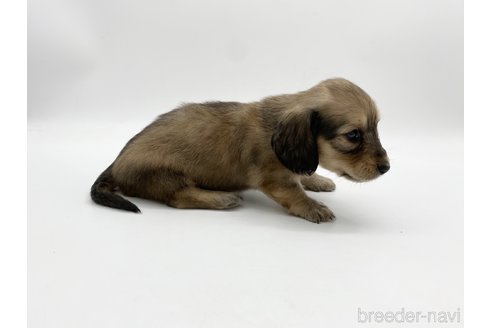 成約済の愛知県のミニチュアダックスフンド(ロングヘアード)-307881の7枚目