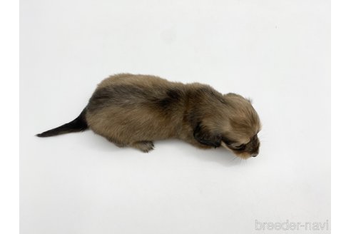 成約済の愛知県のミニチュアダックスフンド(ロングヘアード)-307881の6枚目