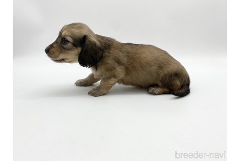 成約済の愛知県のミニチュアダックスフンド(ロングヘアード)-307881の4枚目