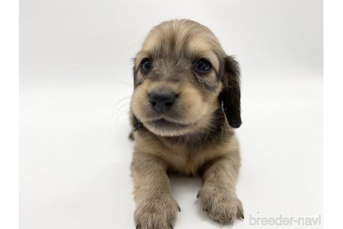 成約済の愛知県のミニチュアダックスフンド(ロングヘアード)-307881の2枚目