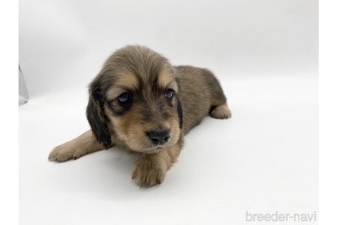 成約済の愛知県のミニチュアダックスフンド(ロングヘアード)-307883の3枚目