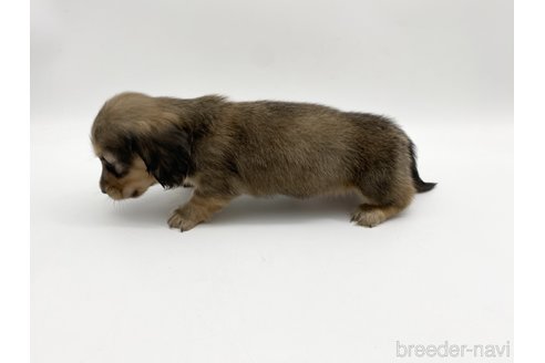 成約済の愛知県のミニチュアダックスフンド(ロングヘアード)-307883の2枚目