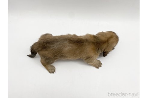 成約済の愛知県のミニチュアダックスフンド(ロングヘアード)-307885の4枚目