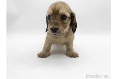 成約済の愛知県のミニチュアダックスフンド(ロングヘアード)-307885の3枚目