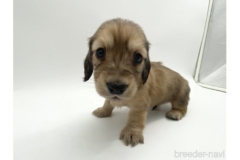 成約済の愛知県のミニチュアダックスフンド(ロングヘアード)-307885の2枚目