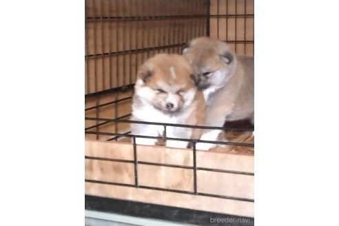 成約済の福岡県の秋田犬-308003の3枚目