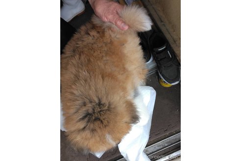 成約済の福岡県の秋田犬-308003の4枚目