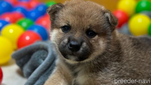 販売中の愛知県の柴犬-305662