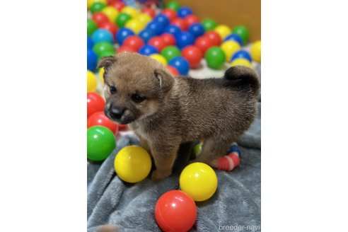 成約済の愛知県の柴犬-305662の3枚目