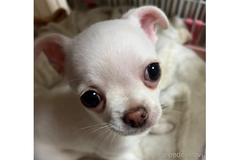成約済の千葉県のチワワ(スムースコート)-297354の50枚目