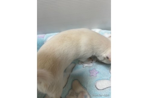 成約済の千葉県のチワワ(スムースコート)-297354の46枚目