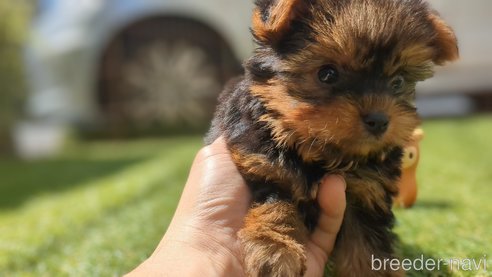 成約済の千葉県のヨークシャーテリア-308199の3枚目