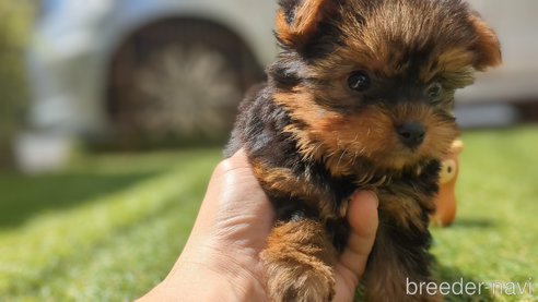 販売中の千葉県のヨークシャーテリア-308199の3枚目