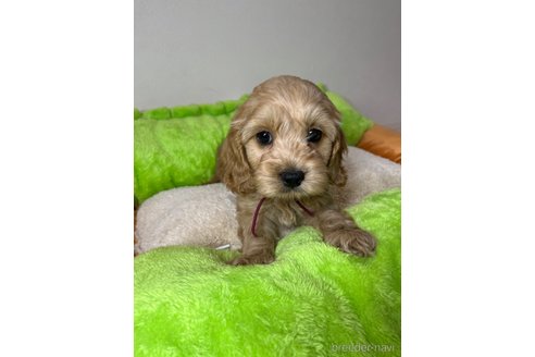 成約済の埼玉県のミックス犬-304872の11枚目