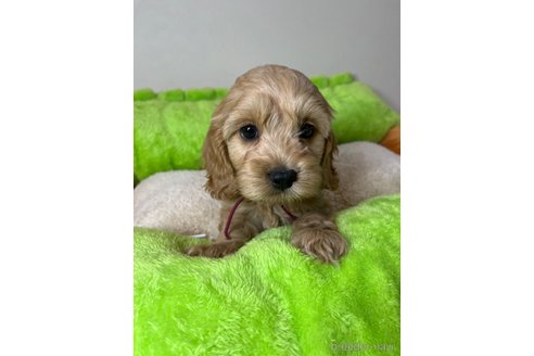 成約済の埼玉県のミックス犬-304872の9枚目