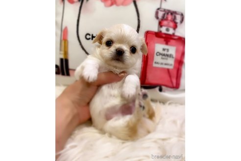 成約済の京都府のチワワ(ロングコート)-306603の5枚目