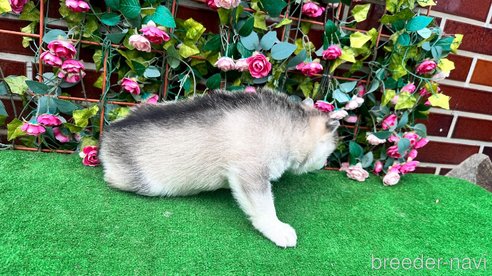 商談中の茨城県のシベリアンハスキー-308209の5枚目