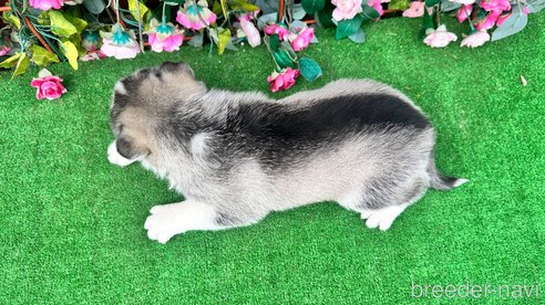 成約済の茨城県のシベリアンハスキー-308213の5枚目
