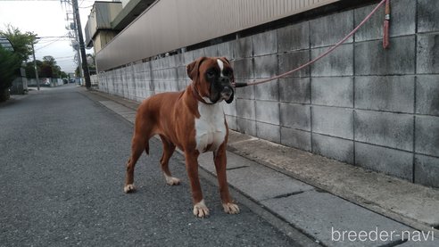 成約済の埼玉県のボクサー-300943の22枚目