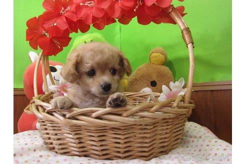 成約済の福岡県のミックス犬-302158の15枚目