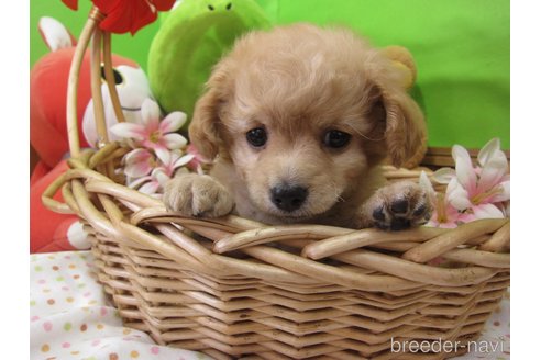 成約済の福岡県のミックス犬-302158の14枚目