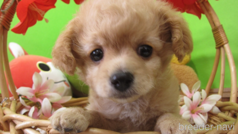 成約済の福岡県のミックス犬-302158の11枚目