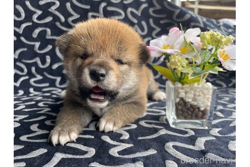 商談中の広島県の柴犬-306190の3枚目