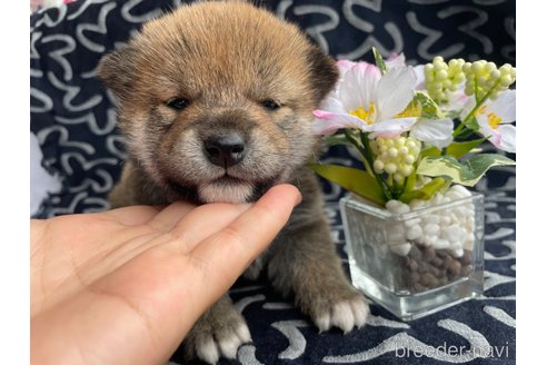 成約済の広島県の柴犬-306190の2枚目