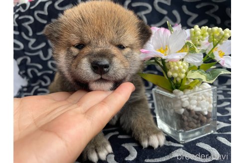 販売中の広島県の柴犬-306190の2枚目