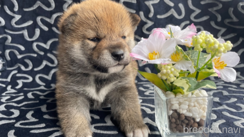 成約済の広島県の柴犬-306190の1枚目