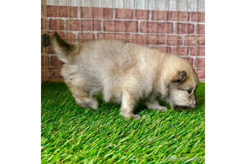 成約済の三重県のポメラニアン-308267の3枚目