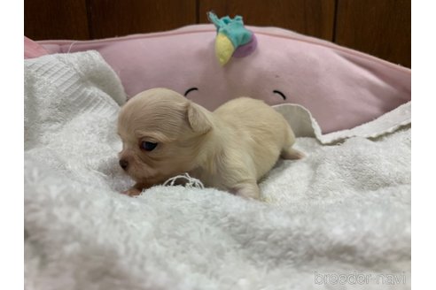 成約済の岐阜県のチワワ(ロングコート)-304787の3枚目