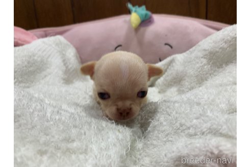 成約済の岐阜県のチワワ(スムースコート)-304783の3枚目