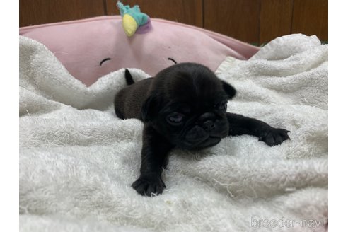 成約済の岐阜県のパグ-304790の22枚目